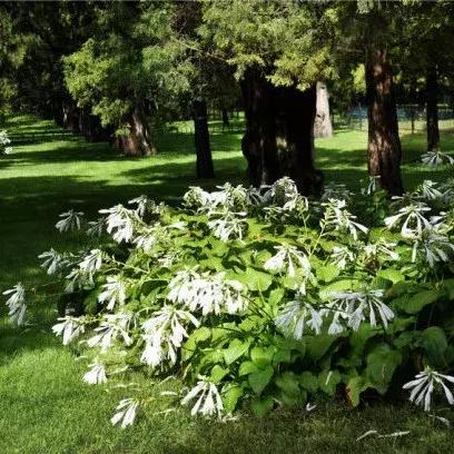 园林耐阴药大全,园林耐阴苗木套种花