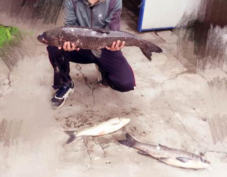 电鱼机有多厉害？一米多长几十斤大鱼瞬间翻白，小鱼活活电死