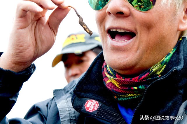 “疯狂”虫草一根卖到30元，中国最大虫草地，5月开挖孩子放假