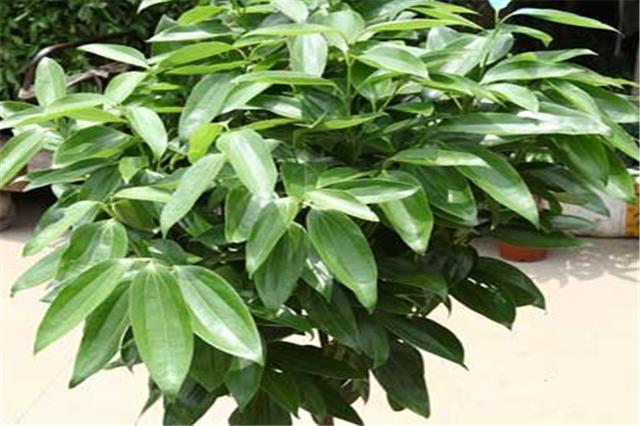 平安树叶的养护方法,平安树的养护方法和注意事项