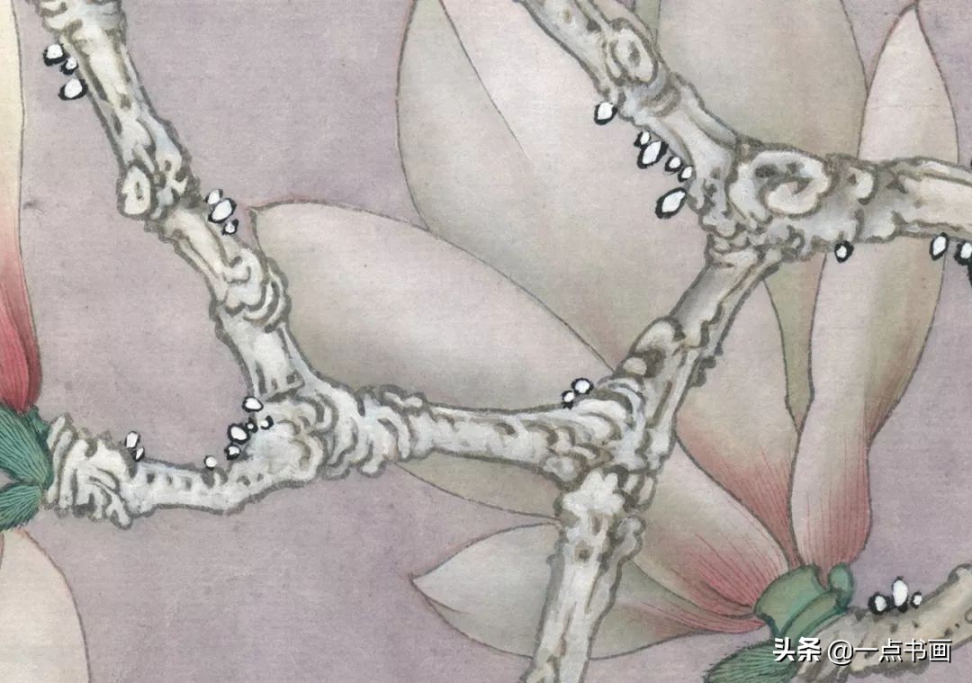 玉兰蝴蝶工笔绘制示范,玉兰蝴蝶工笔画上色步骤