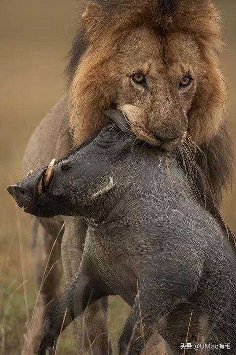 只刷啥是佩奇！那些被夺去猪年C位的小可爱你忘了吗？！