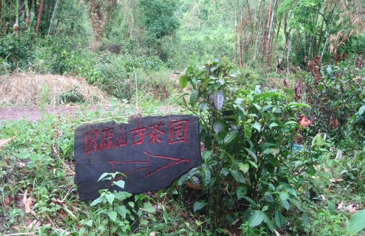 每个山头的普洱茶都有什么区别,最好的普洱茶是哪个山头的