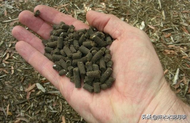 不耐晒的月季夏天怎么办,盆栽月季严重晒伤脱水怎么救