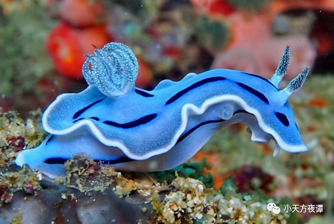 蚯蚓变成一个球了还能活吗,海蛞蝓再生和蚯蚓再生