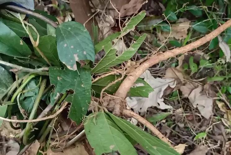 家乡一种有特色的植物,家乡有野生植物