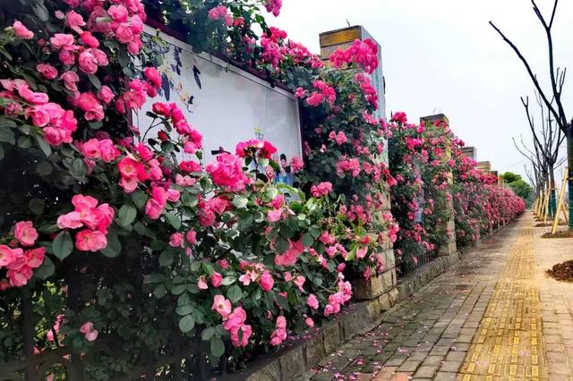 藤本月季如何让它爆花快,最好养爬墙藤本月季四季开花