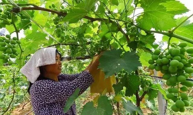 葡萄上色慢的原因,葡萄着色难如何解决