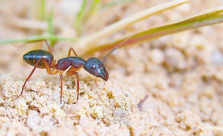 地球最奇特的沙漠,地球上最优越的气候是什么气候