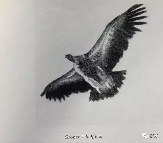 阿拉伯土豪买飞机,阿拉伯土豪买猎鹰