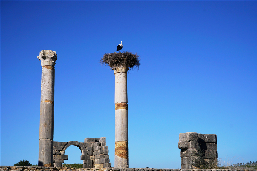 非洲奇遇,摩洛哥唯一的古罗马遗迹,为何从繁华都市到一片废墟?