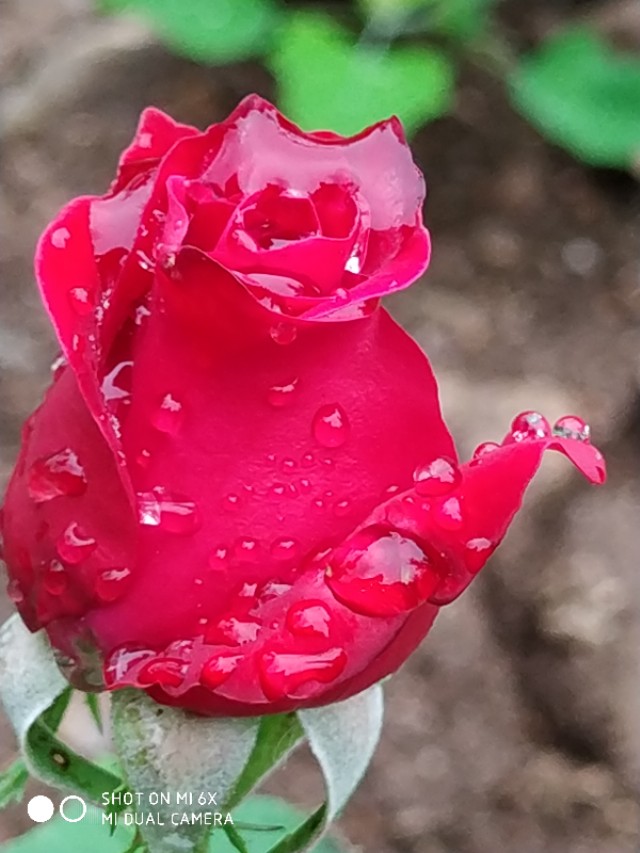 山间的野花不名贵，芬芳季节争艳斗菲“一花一世界一叶一菩提”