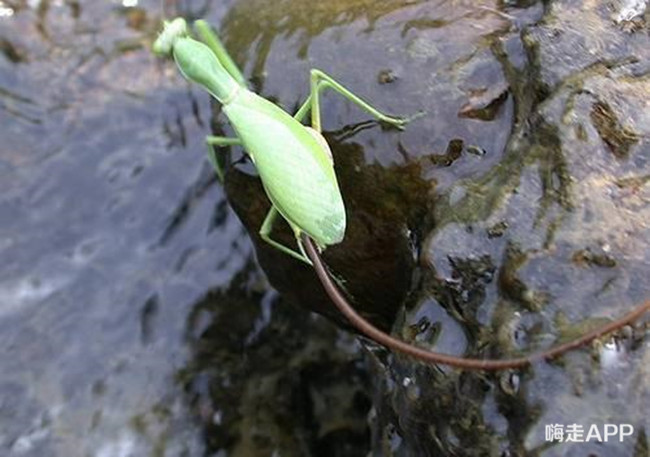 螳螂肚子里有什么虫子,从螳螂身体里爬出来的虫子