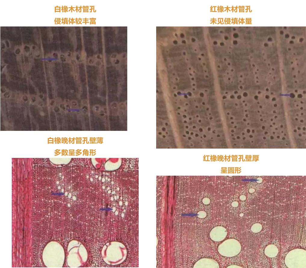 北美红橡木和白橡颜色的区别,红橡和白橡纹理有什么区别