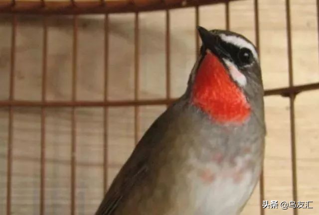 （鸟友汇）养靛颏鸟常见的处理方法