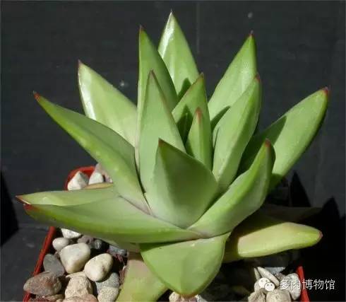 天使之泪多肉老桩,天使之泪多肉状态图