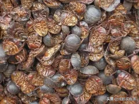 土元养殖的骗局,土元养殖场建造