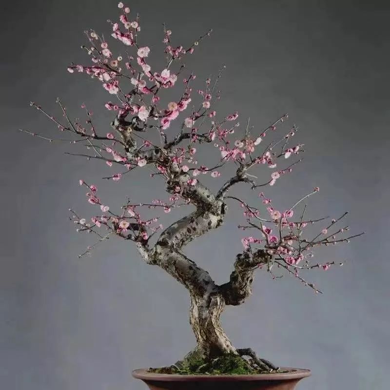 养花公认最美4种花满屋飘香,公认最好养的五种花