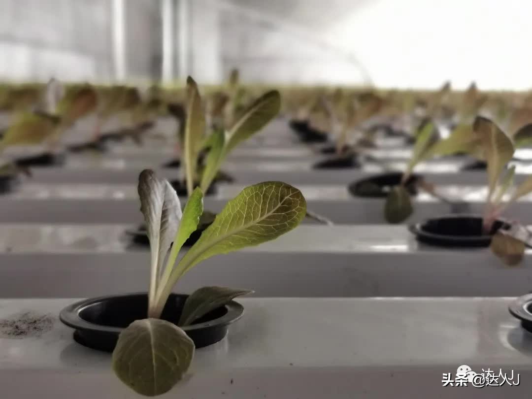 有一种信仰叫爱情,心目中的珠穆朗玛峰