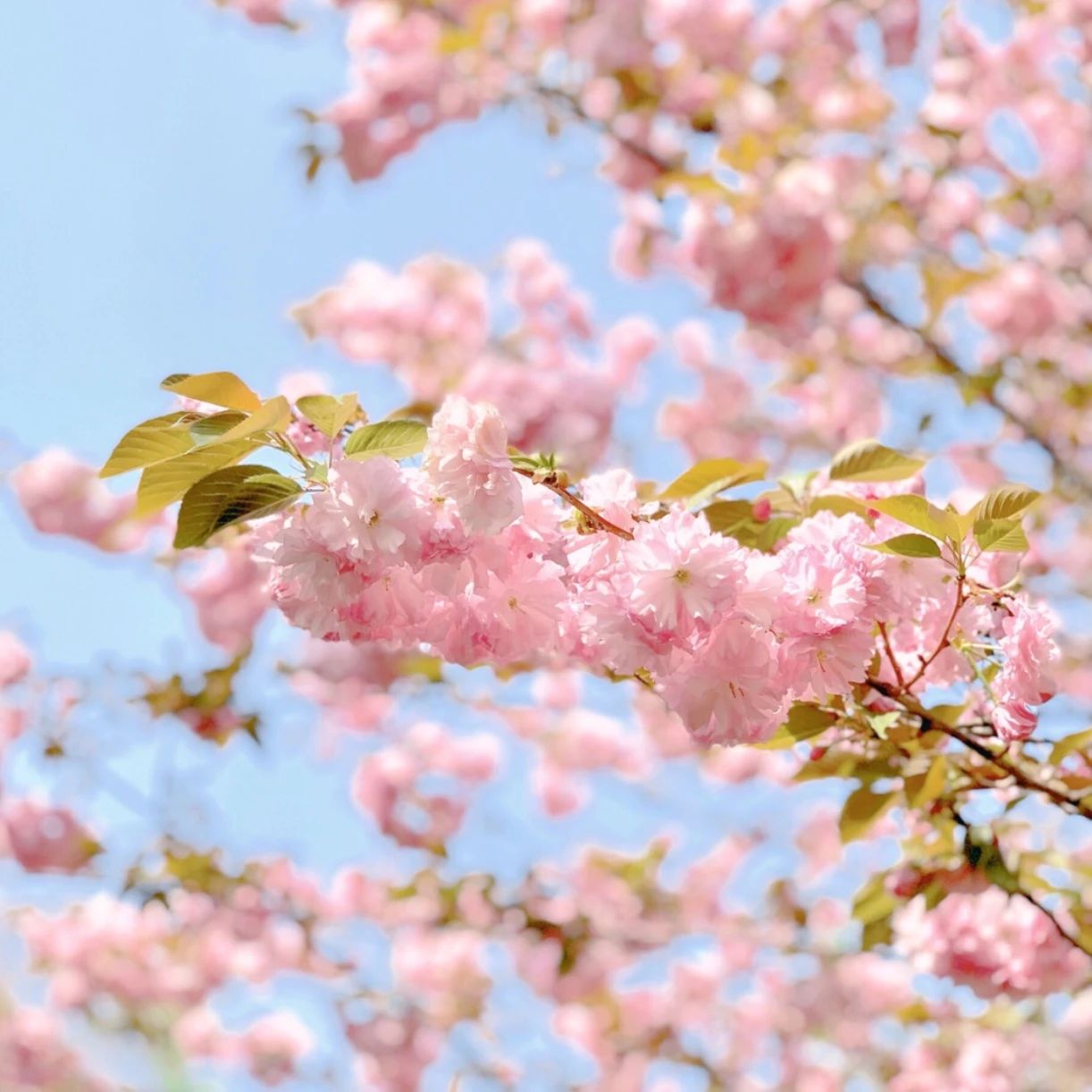 春季樱花零食大全,樱花零食哪款最好