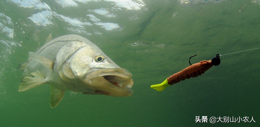 钩子挂泡沫钓鱼,泡沫挂钩能钓鱼吗