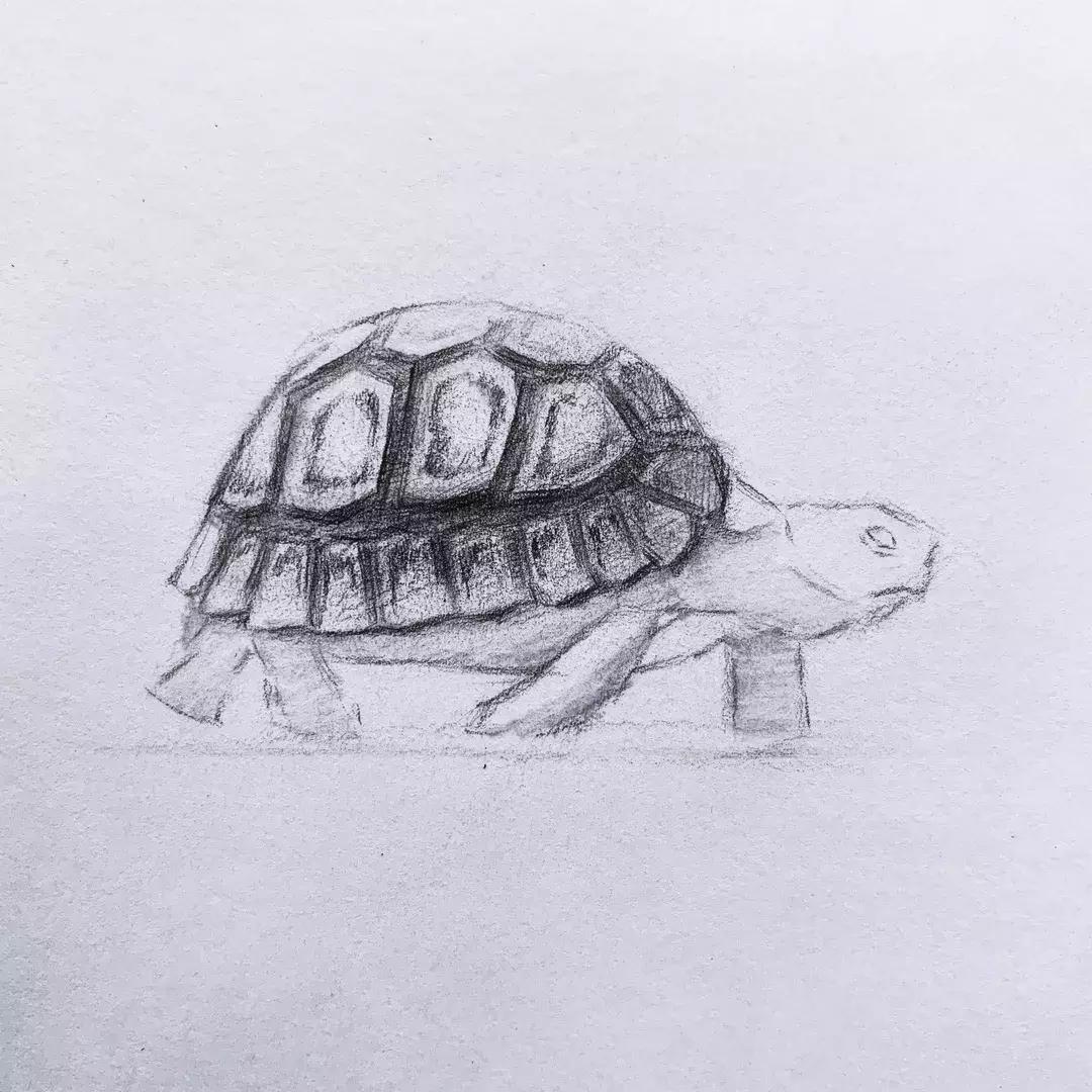 素描基础画小动物小乌龟,素描小乌龟怎么画