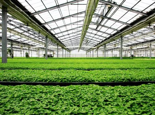 10种常见温室大棚优缺点大合集,选大棚看这一篇就够了