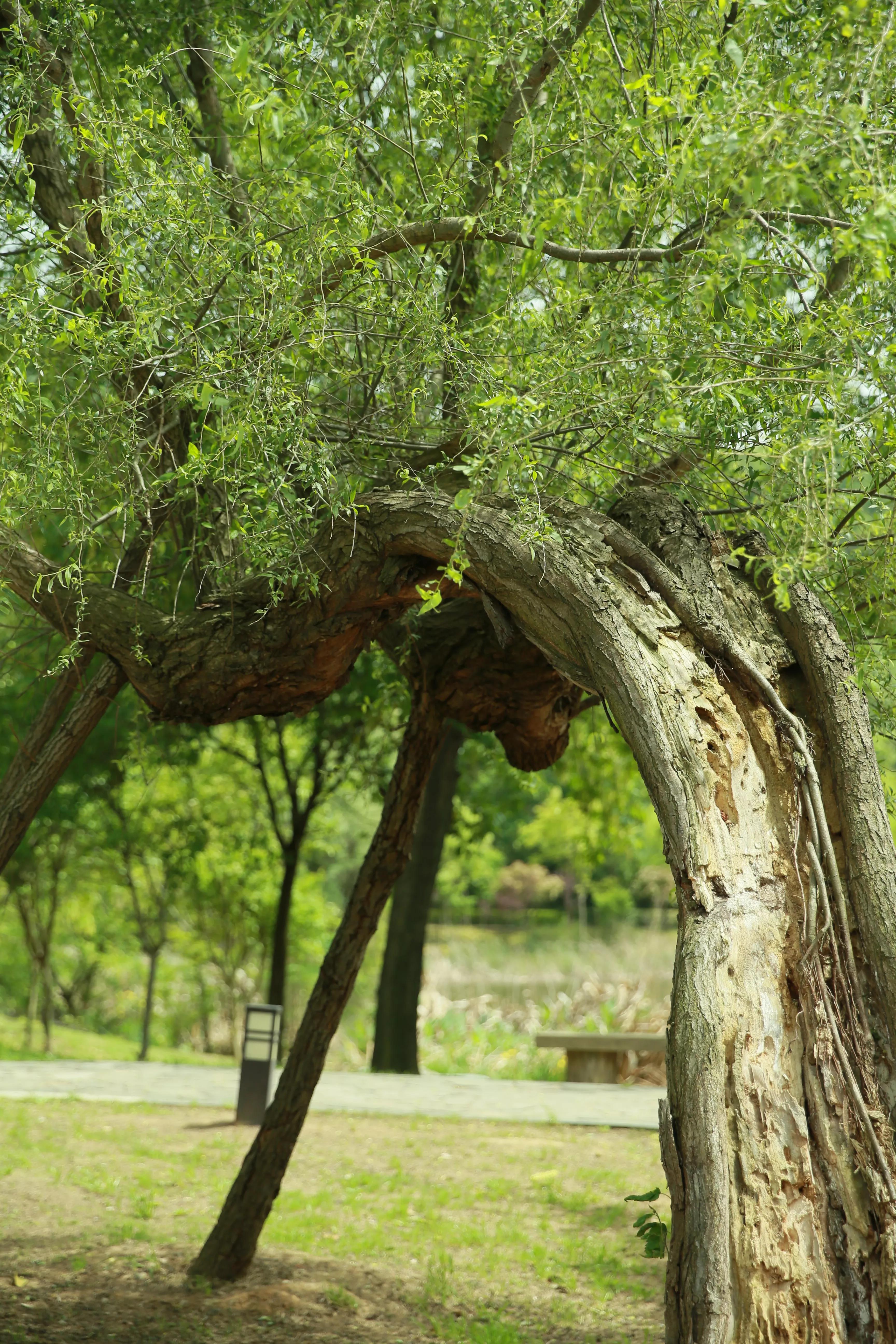 南京江宁区石塘竹海景区,石塘竹海附近有什么景点