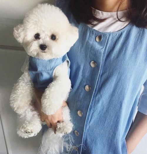 建议新手养的10种便宜狗狗不掉毛,十大适合家养的不掉毛狗狗有哪些