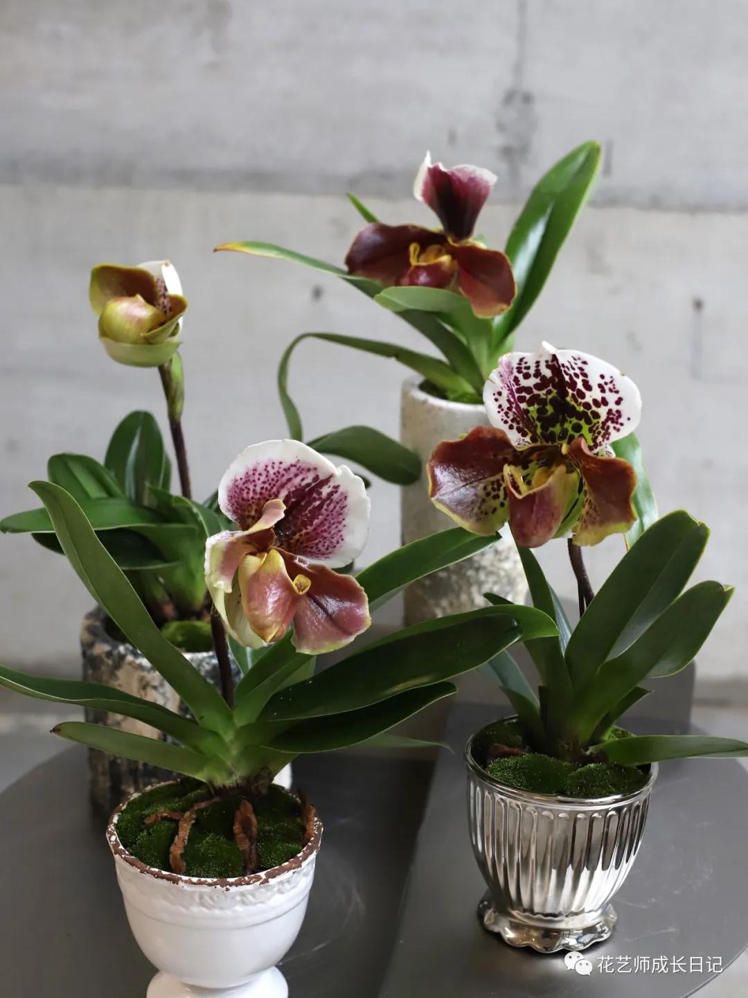 最名贵十种兰花兜兰,每日一花石竹花