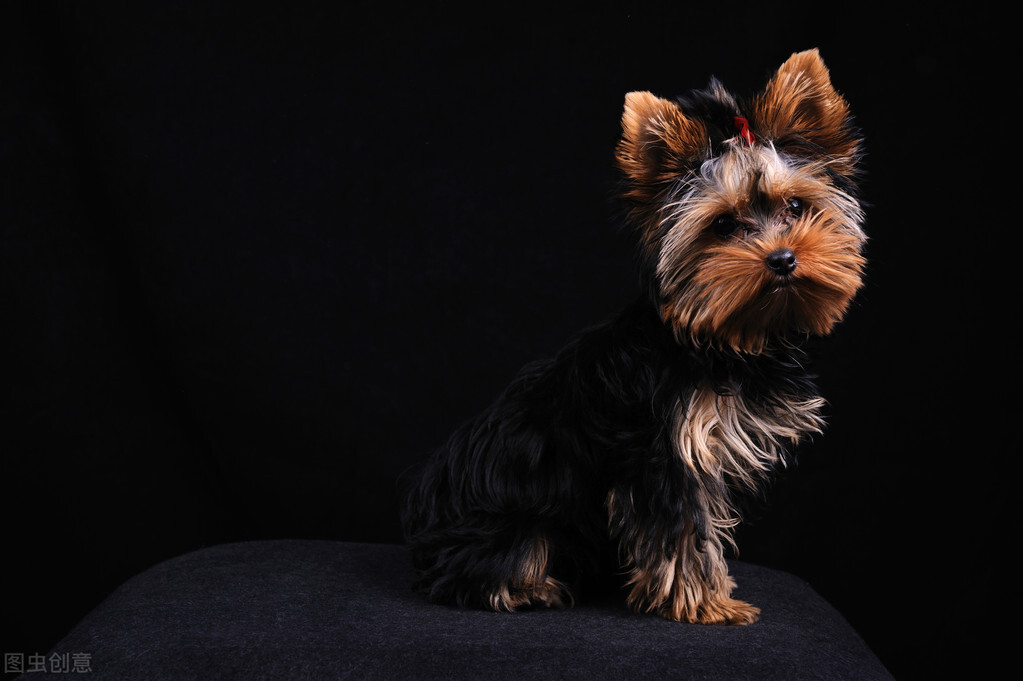 约克夏有没有繁育价值,3分钟热度的人适合养约克夏吗