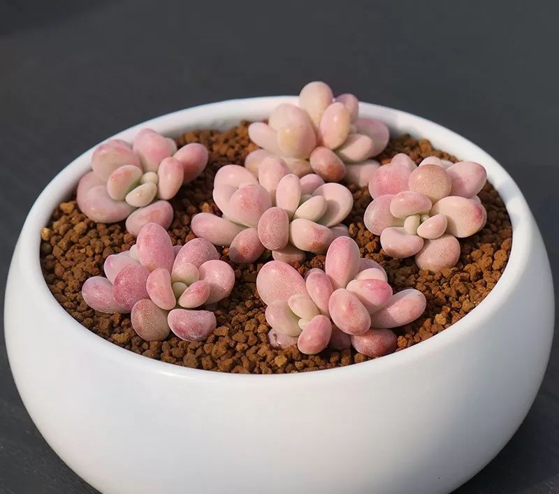 5种可爱的多肉,皮实好养,充满文艺范