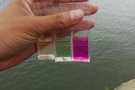 养殖塘水黄怎么解决,养殖池塘白浊水什么原因造成的