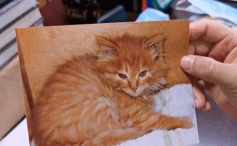 二十多岁进宫,在紫禁城中撸猫8年,她揭开了不为人知的故宫往事