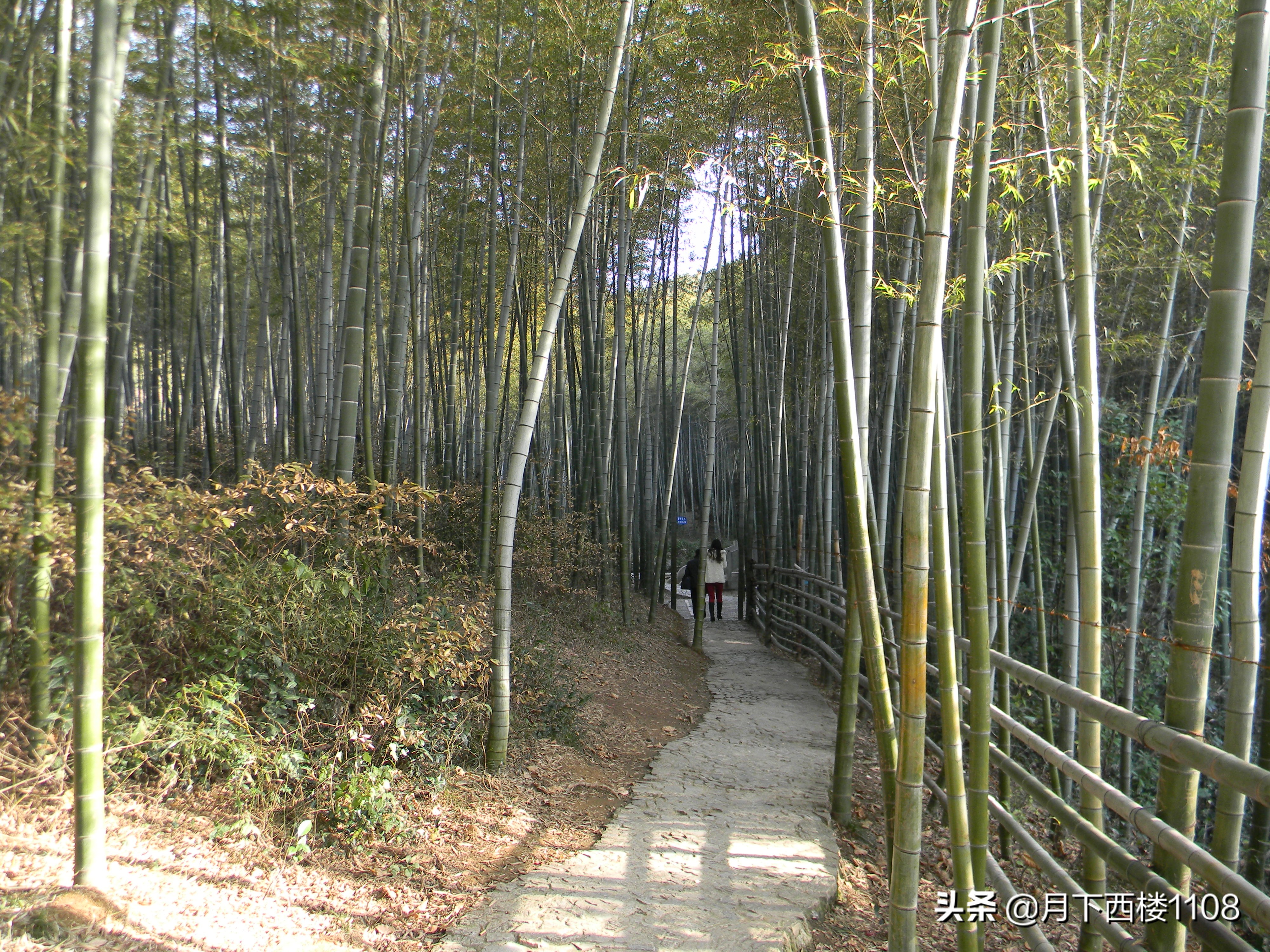 南京石塘竹海照片,南京石塘竹海公园