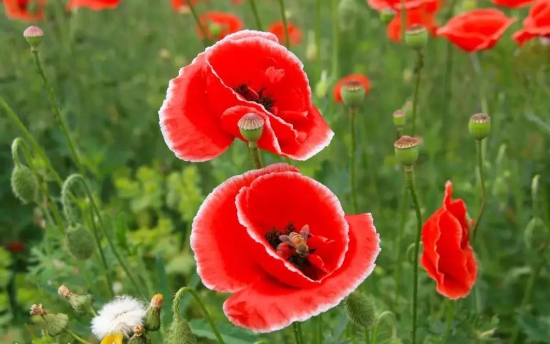 世界各国国花国树大全,世界地图及各国国花