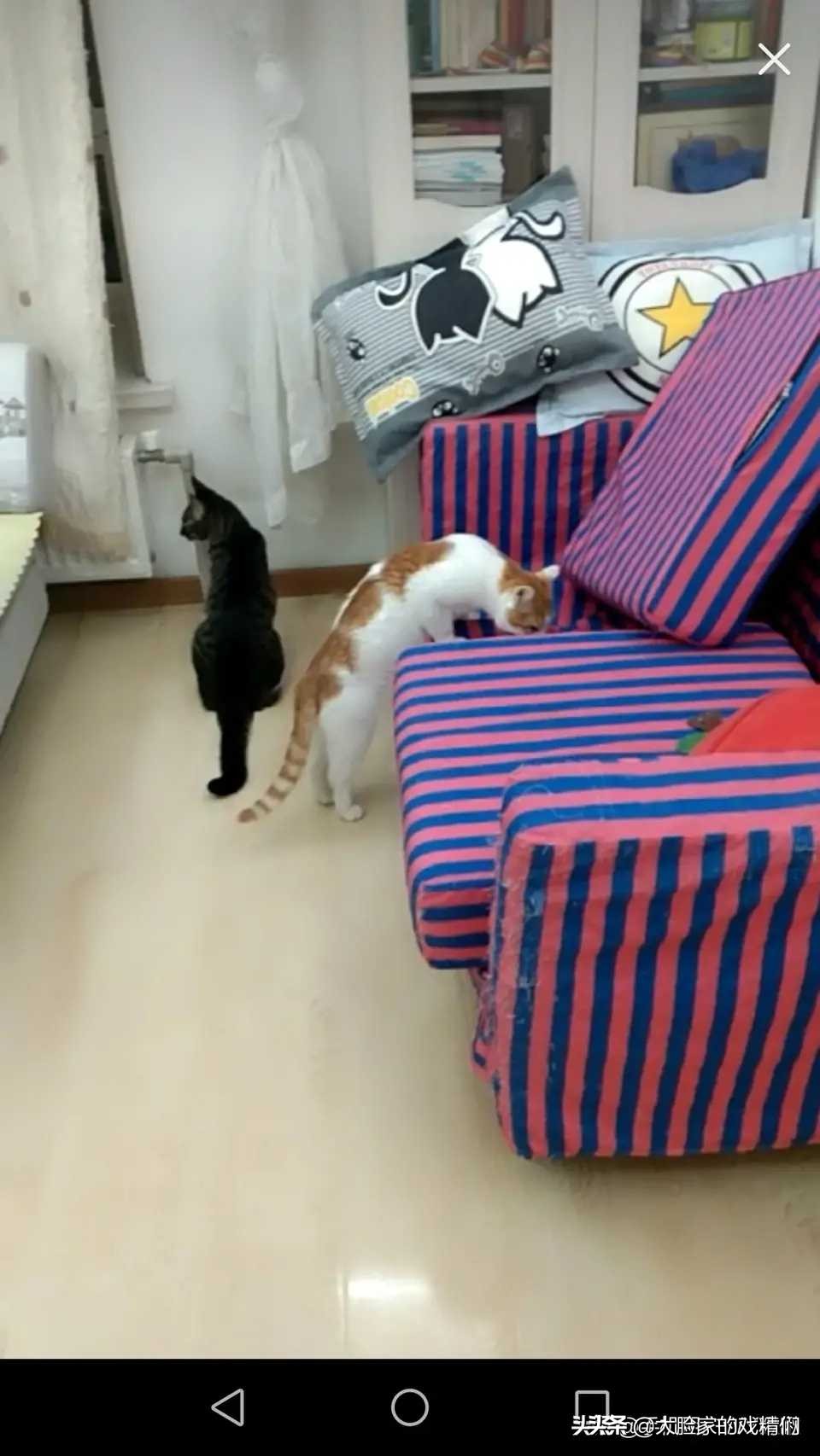 你这样的白橘猫,叫我怎能不爱?