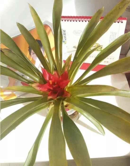 鸿运当头叶子发黄怎么回事,鸿运当头叶子发黄了什么原因