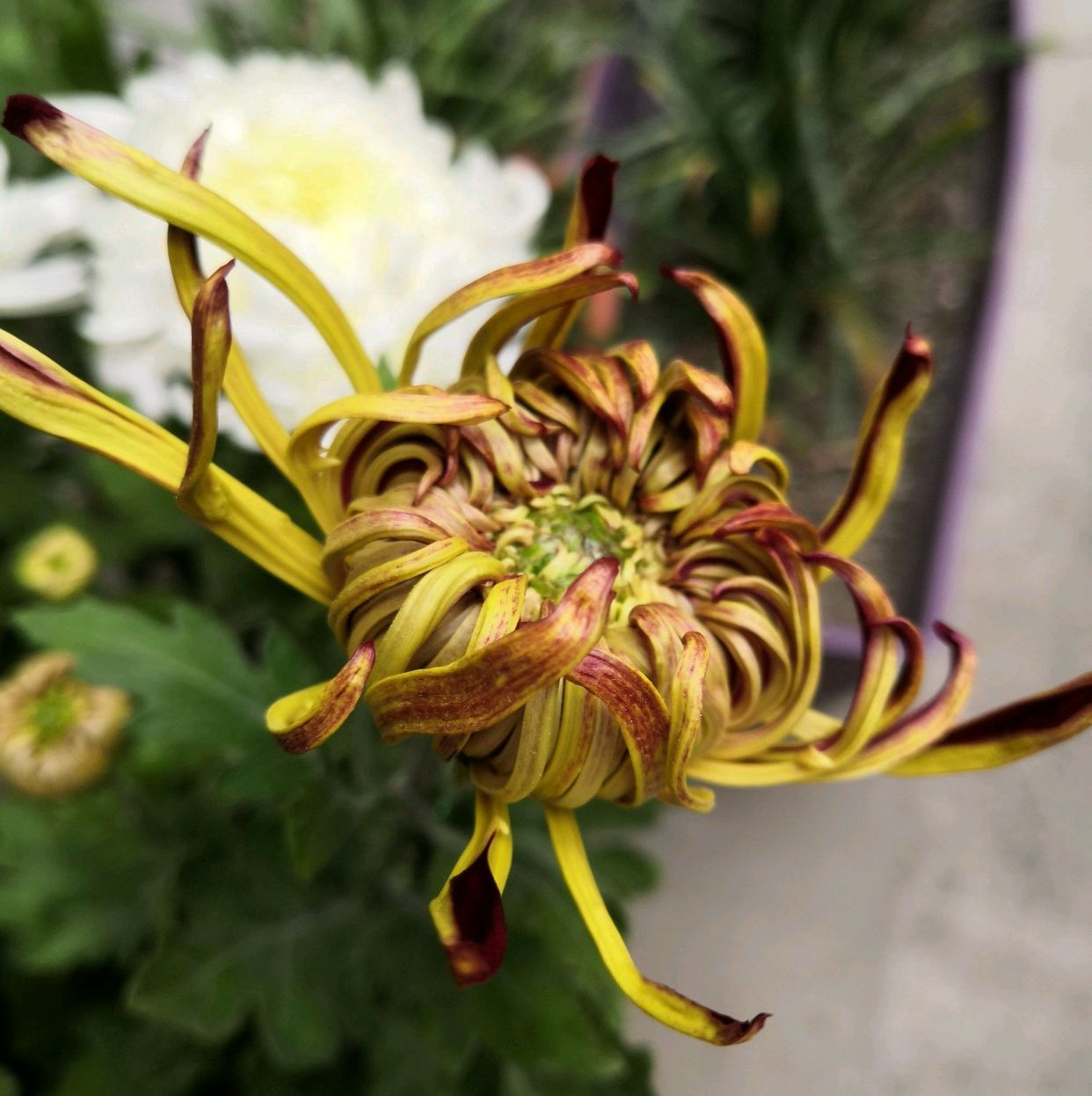 菊花叶片上很多虫怎么除,菊花开花后有虫子怎么办