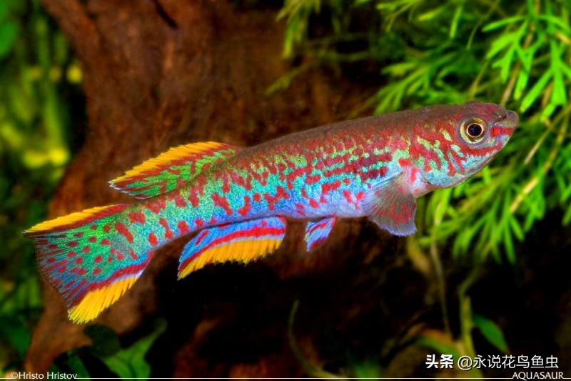 观赏鱼常见鱼病治疗方法