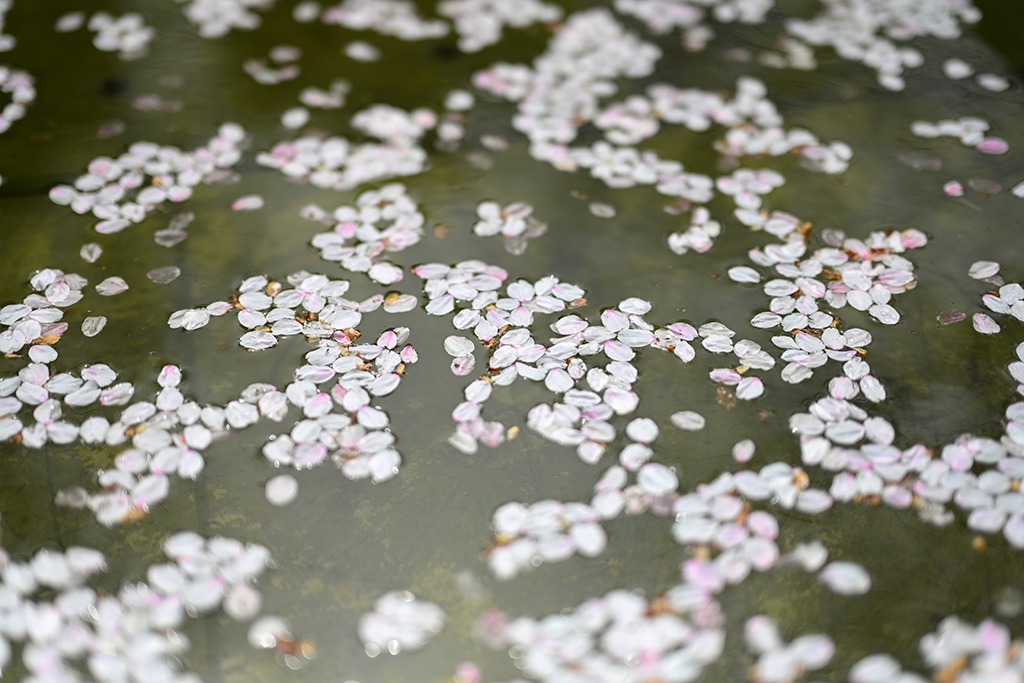 尼康新发售z50mmf1.2s镜头,尼康超大镜头