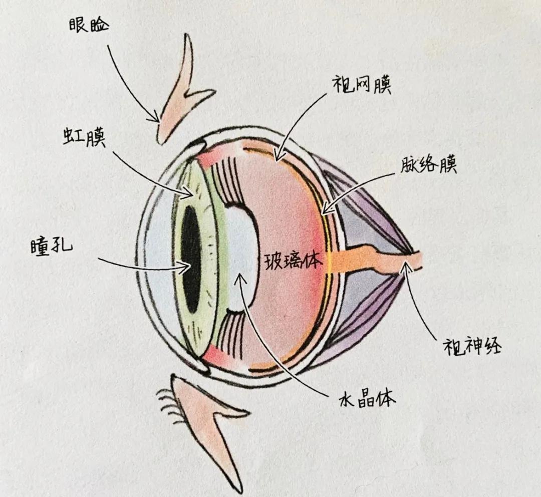 猫咪的眼睛有几种颜色,猫咪的眼睛大多是什么颜色的