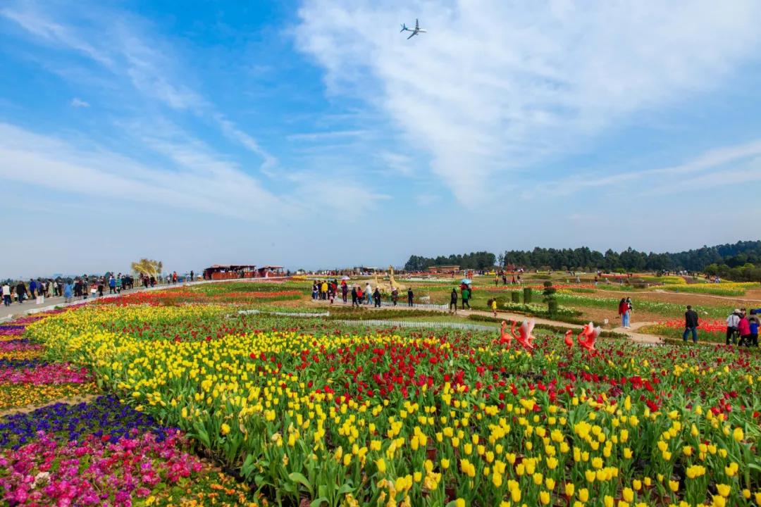 踏春赏花成都这些地方值得去看看,双流踏青赏花