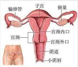 早期宫颈癌能活一辈子吗,宫颈癌一般能活不过3年