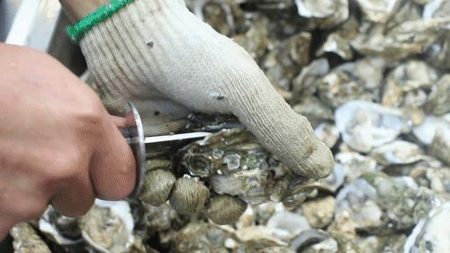 生蚝自助蚝门,蚝门烤式生蚝店真心好吃