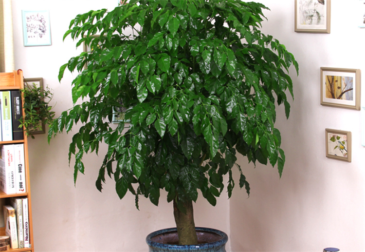 去除甲醛的植物除了绿萝还有什么,室内吸甲醛净化空气的植物大全