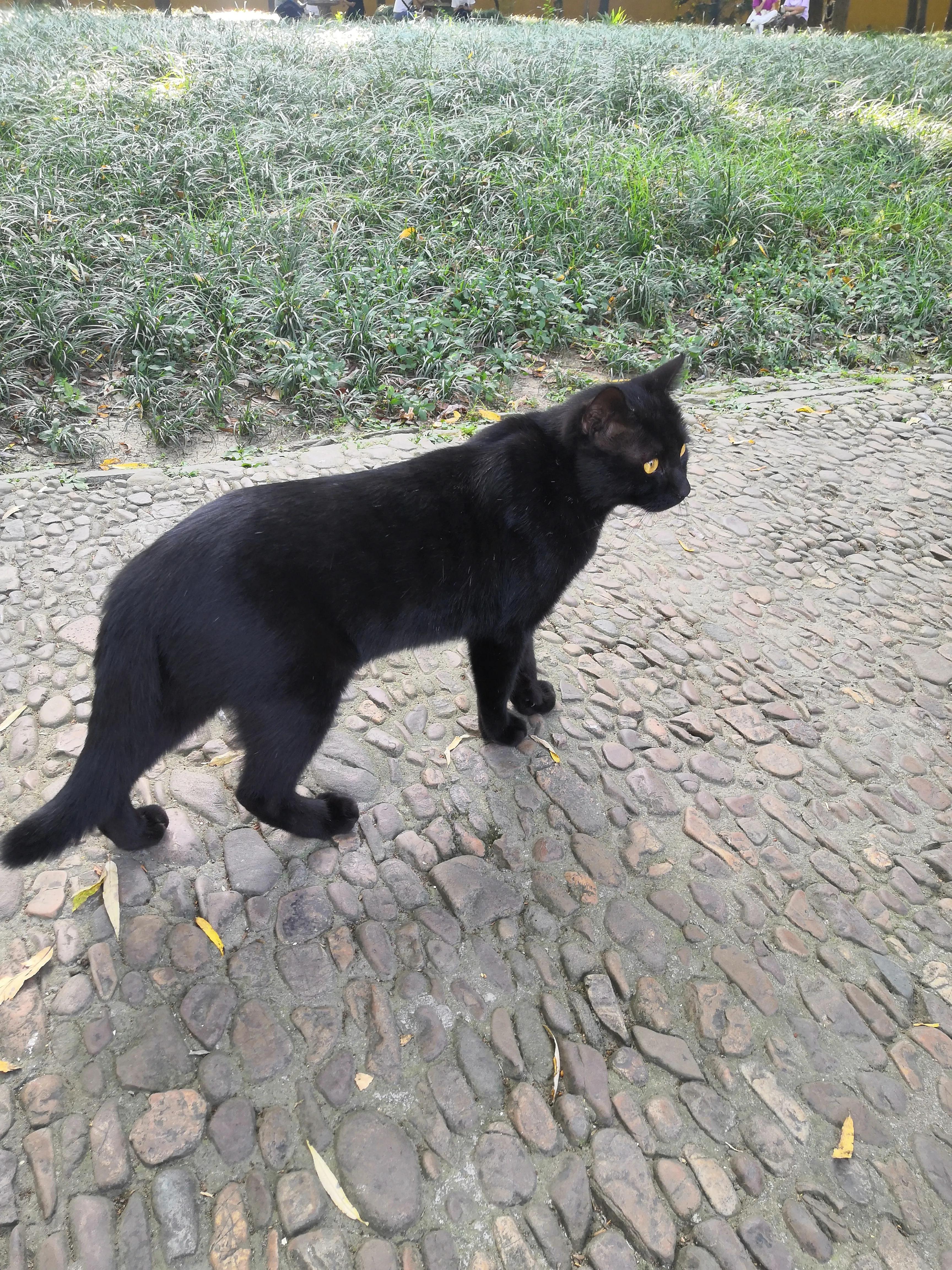 苏州西园寺值得一去吗,苏州西园寺旅游攻略