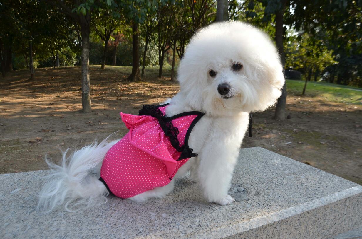 公狗和母狗交配之后，为什么会分不开？