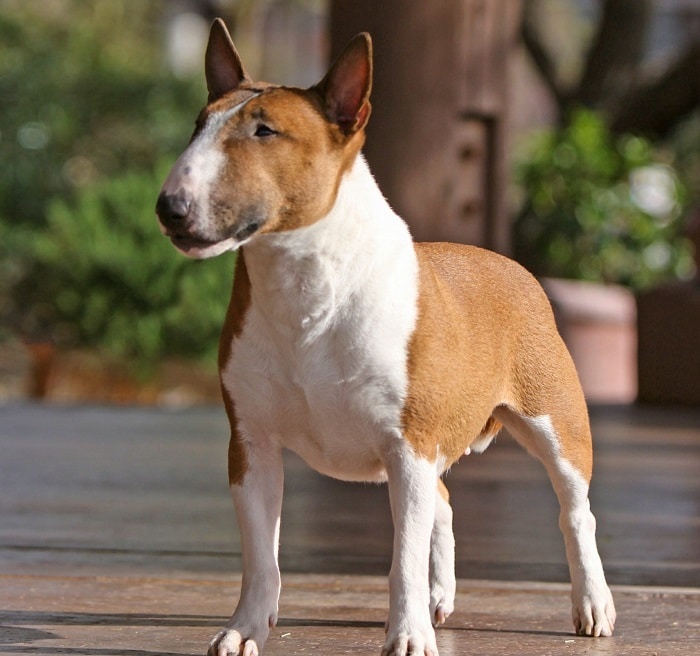 世界上最昂贵的10只狗,世界上十大最名贵的犬种附图