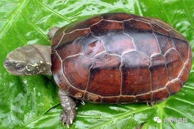 科普动物知识类短视频,龟鳖科普